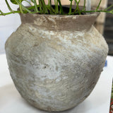 Old Ju Pot | Small | Creeping Fig