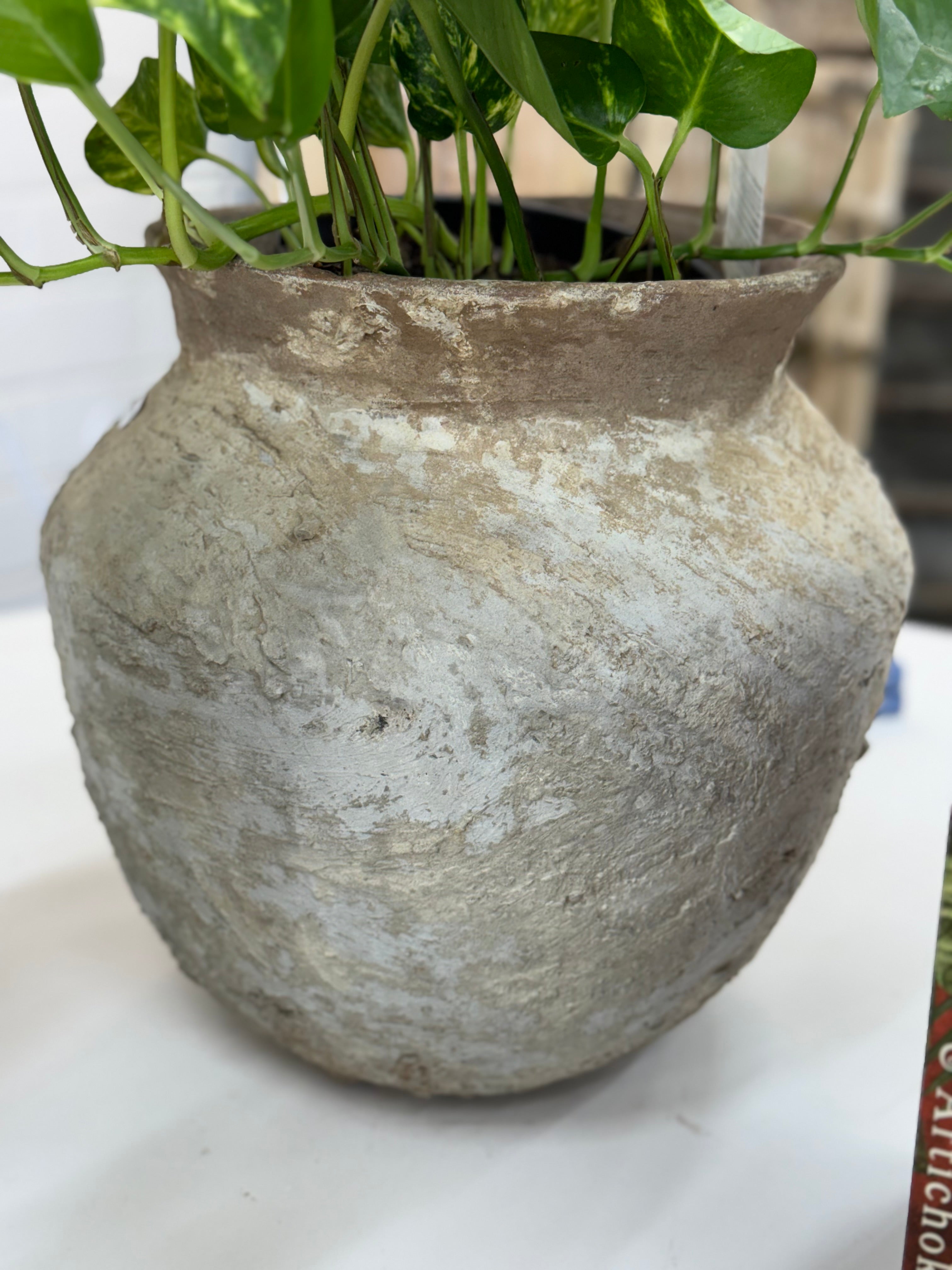 Old Ju Pot | Small | Creeping Fig