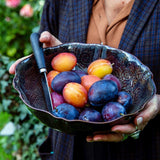ARABESQUE BOWL - FIG