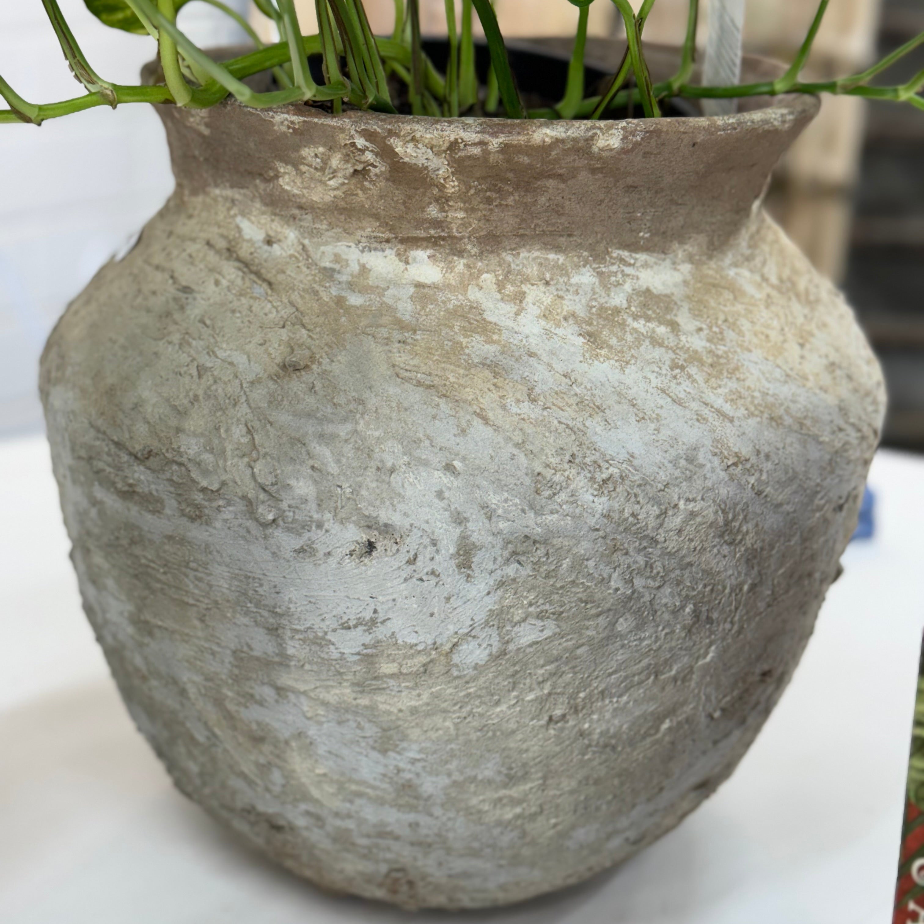 Old Ju Pot | Small | Creeping Fig