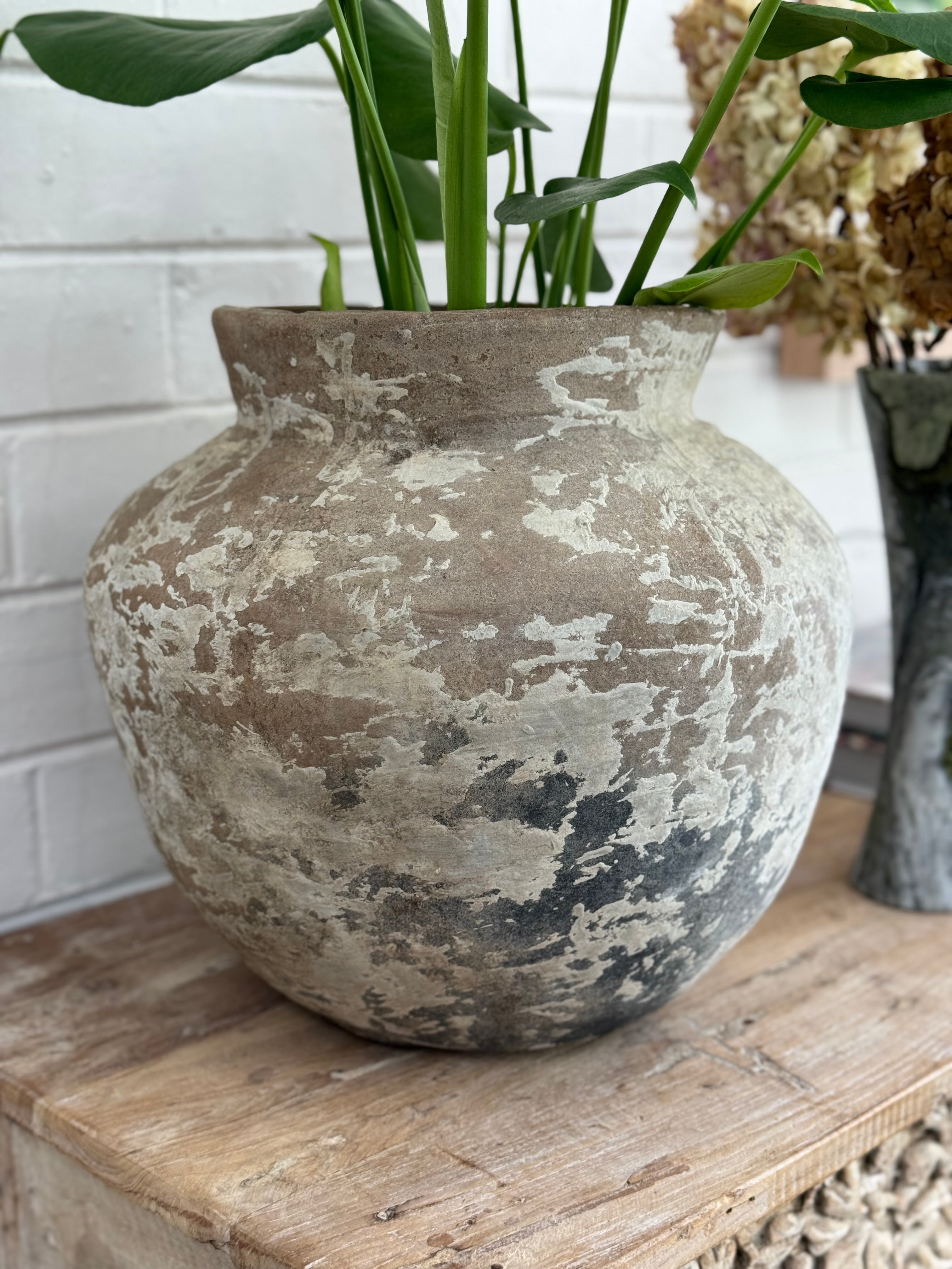 Old Ju Pot | Small | Creeping Fig