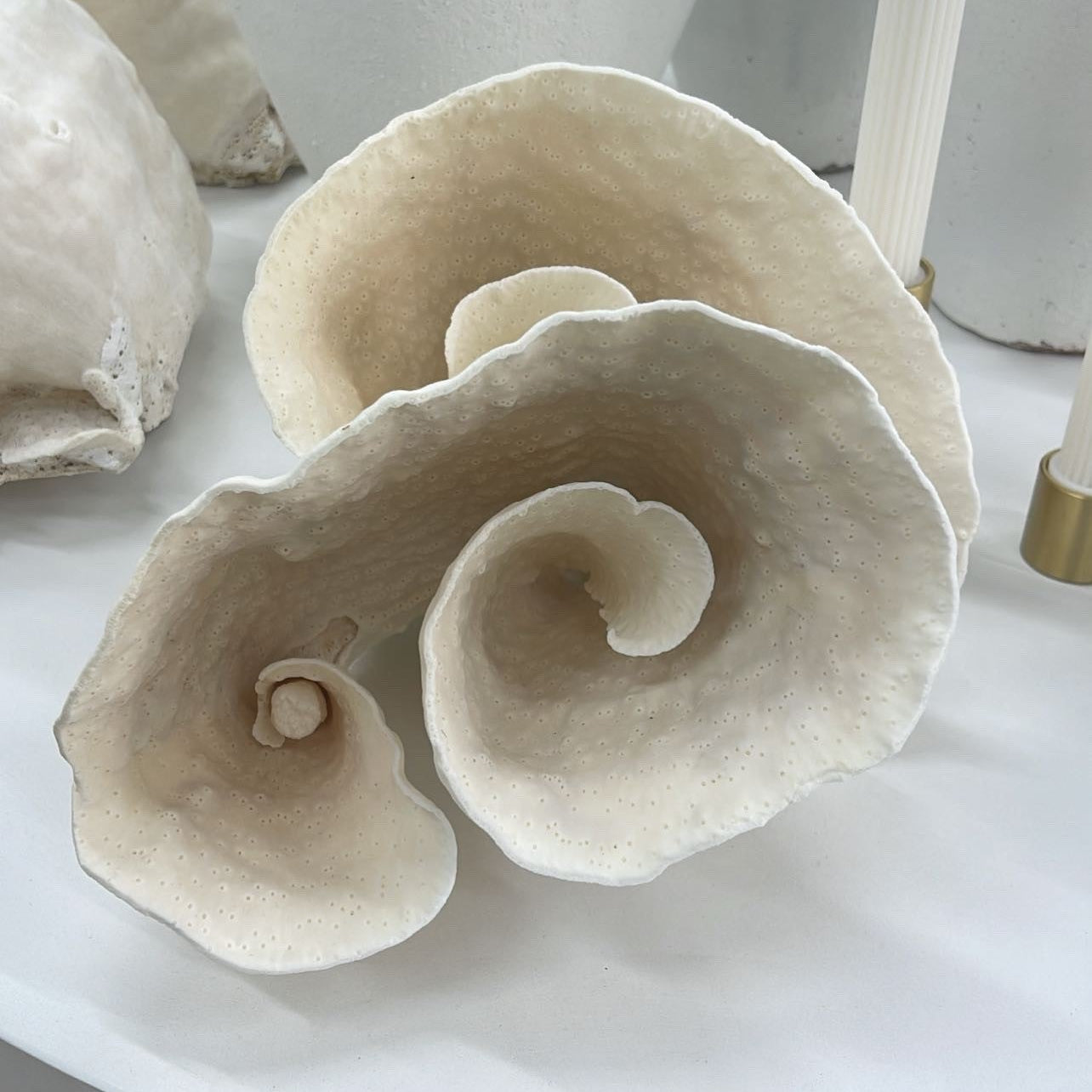 Turban Coral - 02 | Creeping Fig
