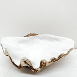THE CLAM SHELL - SMALL